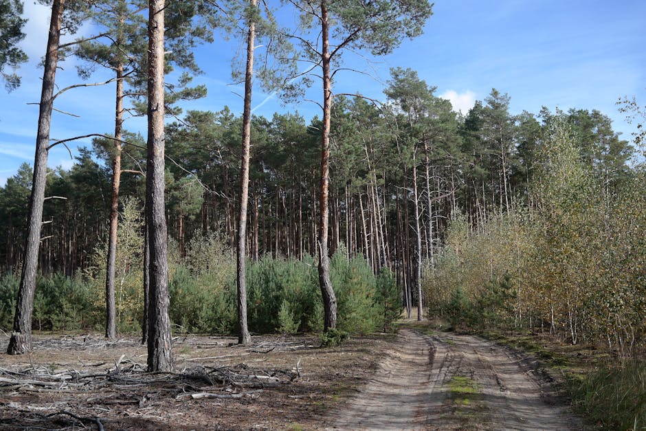 A community event taking place outdoors